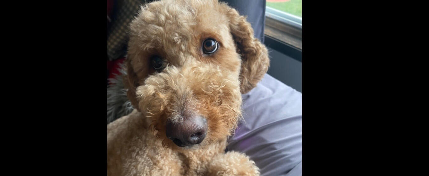He’s 3 and a half and he’s my little pupper🐕❤️